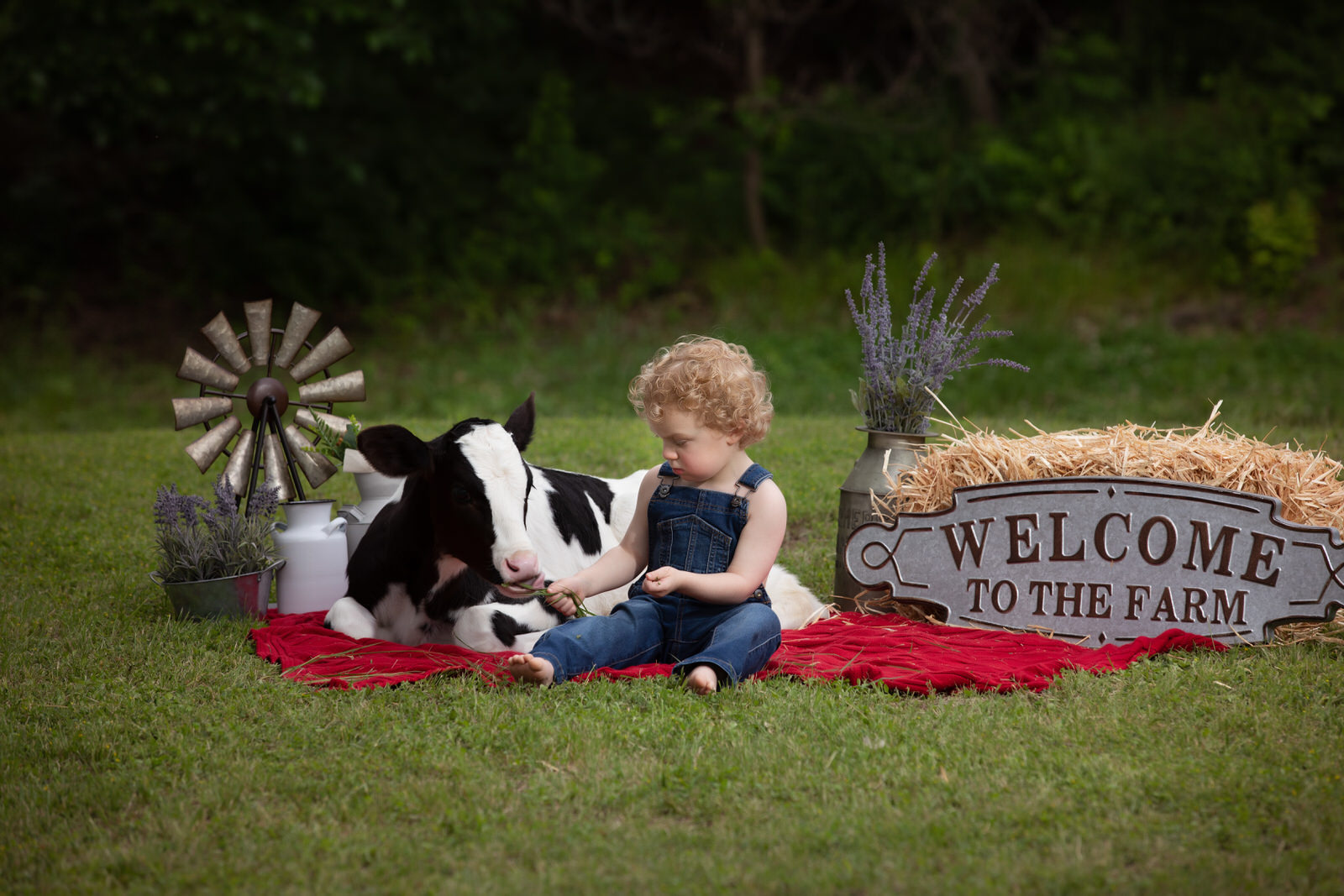 A young boy in blue overalls feeds a baby cow on a red blanket things to do in dfw with kids