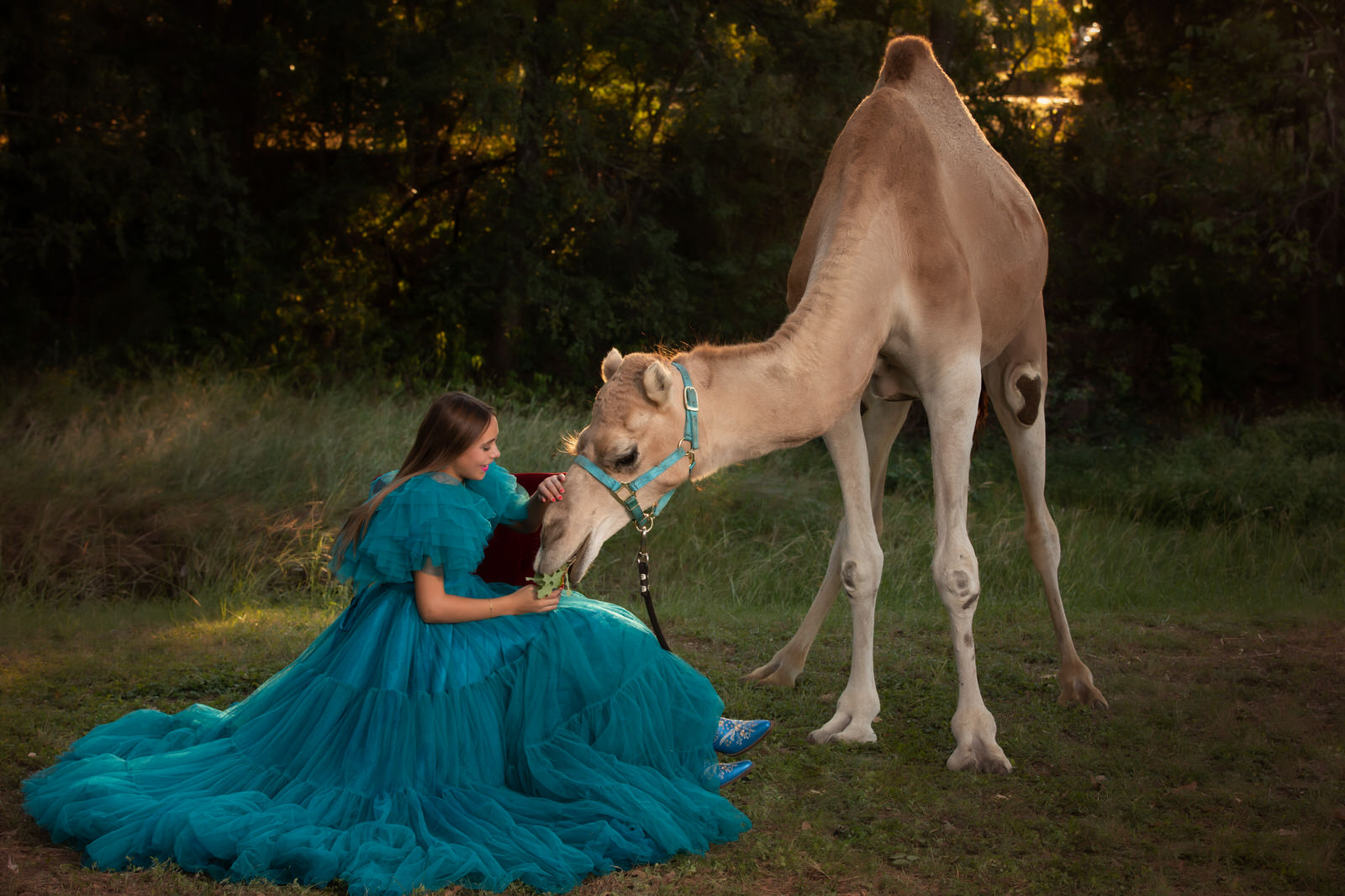 A girl in a large flowing blue dress and blue boots feeds a camel in a park things to do in midlothian tx