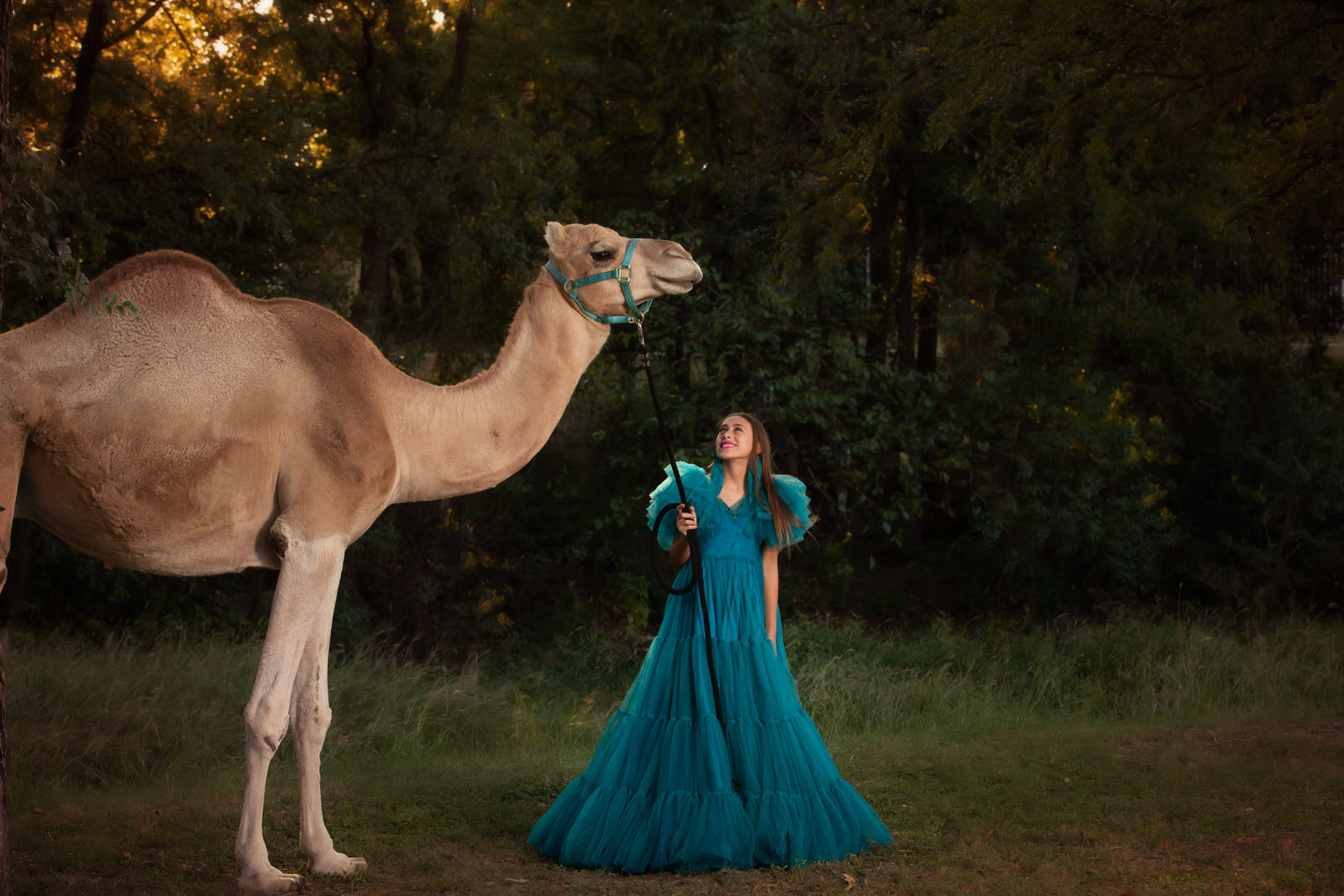 A teenage girl in a blue gown stands in a path walking a camel on a leash things to do in midlothian tx