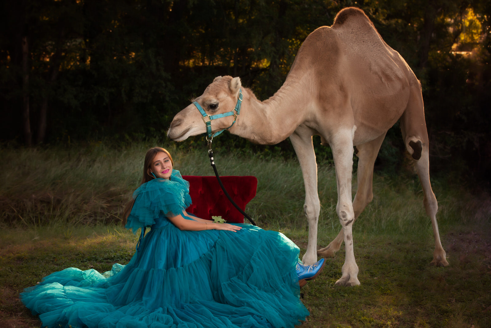 A teenage girl sits in a red velvet chair in a large blue dress with a camel next to her